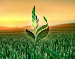 Логотип компании АО Сельскохозяйственная Экспортная Корпорация